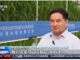 沙漠溫室種水稻！中國(guó)科學(xué)家在新疆和田試種成功