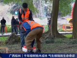 央視報道 | 守護千年古榕，TRU樹木雷達為陽朔榕樹開啟“無損體檢”新時代！